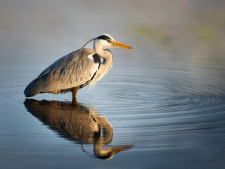 Wall Mural - great blue Heron