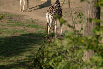 A tall giraffe is standing gracefully in a vast green field next to a large tree that provides shade on a sunny day