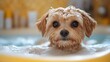 © ArpPSIqee - DIY pet grooming hacks featuring creative and practical grooming hacks for pets. Emphasizing ease and efficiency. Ideal for pet owners and grooming enthusiasts.