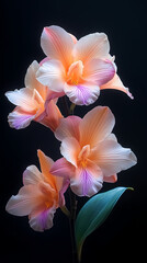 A delicate close-up of a blooming cattleya orchid in a spring garden, showcasing the beauty of nature with its bright petals .