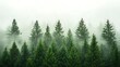 © nilawan - Mist-blanketed evergreen forest a serene landscape of nature’s majesty and tranquility