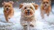 © ArpPSIqee - Dogs playing in the snow on New Year 2024. Featuring dogs running, jumping, and enjoying the snowy landscape. Highlighting joy and winter fun. Ideal for winter-themed pet content.