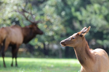 Young elk with large, blurred bull elk in background