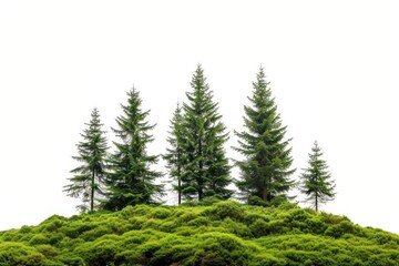 Canvas Print - Schwarzwald Forest forest plant tree.