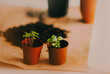 ©  Valeri Vatel - Small green plant shoots are planted in small pots, which are used for gardening and home plants. This is an activity that promotes ecology and nature conservation.