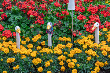 Wall Mural - Flowerbed with tagetes and geraniums