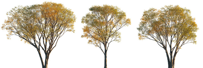 Wall Mural - autumn salix caroliniana frontal set of large trees isolated png on a transparent background perfect