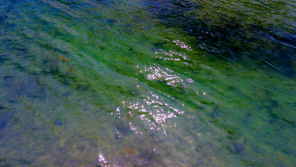 Wall Mural - Trezzo sul Adda, Italy. Aerial view of a mountain freshwater river with low water level surrounded by green trees. White swans on the river. Forest. Hydroelectric power station. Green planet. Ecology