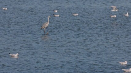 Wall Mural - 4k, great heron, on a lake surrounded by other water birds.