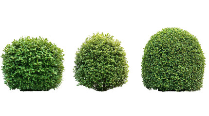 Three bushes are shown in a row, with the middle bush being the tallest