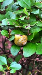 snail on a leaf