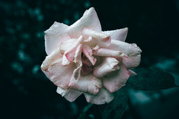 Wall Mural - A close up of a blooming white and pink rose with rain drops