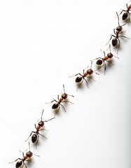 line of cute ants marching on white background in search of food