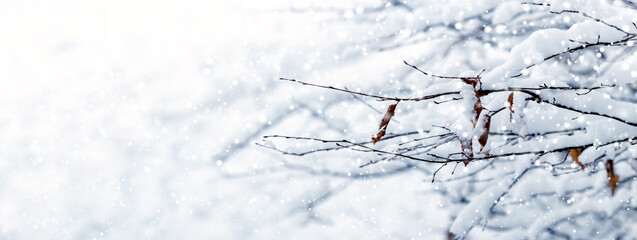 Wall Mural - covered with a thick layer of snow, thin branches of a tree with dry leaves during snowfall on a background of white snow, copy space