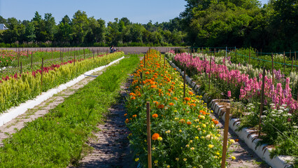 Photo of the rows of flowers at a farm. Taken early morning for the best light. Location is Wilmington.NC