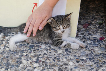 A boy caressing a homeless sleeping kitten in the street