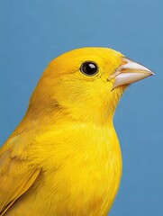 Sticker -   A close-up of a yellow bird against a blue backdrop with a black circle at the bird's eye