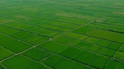 Aerial view of lush green paddy fields in the countryside