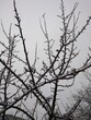© Татьяна Осипова - winter, ice, frost, cold, precipitation, weather