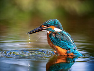 Wall Mural - kingfisher taking a bath