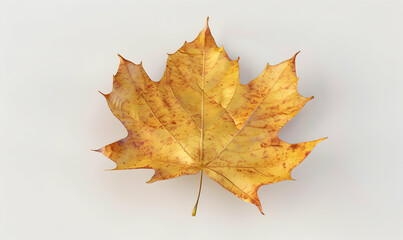 a single, dried, yellow maple leaf with a brown tint lies on a white background.