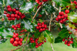 © Liam - Christmas Holly Tree with Berries and Green Spiky Leaves. Red Berry Festive Holiday Background
