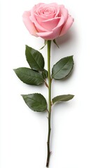 Wall Mural - A single pink rose with green leaves on a white background.