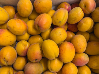 Close-up of ripe Lady Cot apricots in wooden crates, prepared for sale. Lady Cot is one of the most interesting and widespread mid-late ripening apricot varieties in Europe and Italy