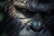 © shobakhul - Close-up of a Dark-Haired, Glaring Ape with Yellow Eyes