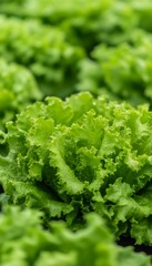 Wall Mural - Close-up of fresh green lettuce leaves in a garden setting.