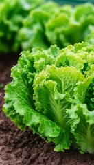 Wall Mural - Fresh green lettuce growing in soil, ready for harvest.