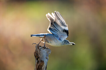 Wall Mural - Nuthatch taking flight