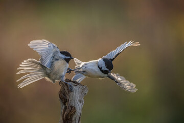 Wall Mural - Chickadees fighting