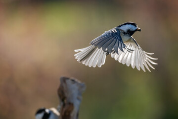 Wall Mural - black capped chickadee in flight