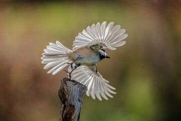 Wall Mural - Chickadee in flight