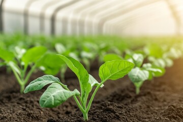 Canvas Print - Young spinach plants growing in a greenhouse with rich soil.