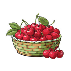 Cherry fruit vector illustration Isolated white background.