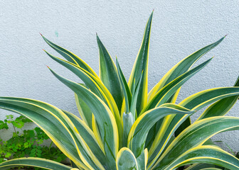 Wall Mural - agave plant leaves on a decorative flower bed in the greenhouse