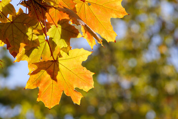 Wall Mural - maple leaves in autumn