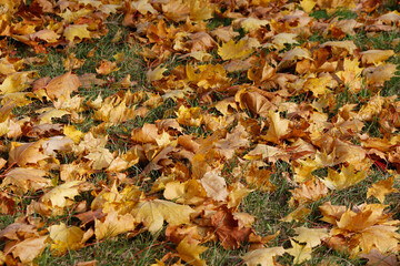 Wall Mural - autumn leaves background