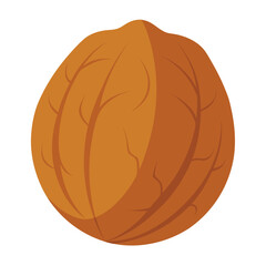 Walnut vector illustration isolated on a white background