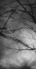 Wall Mural - Mysterious wilderness at midnight covered in dense fog lit by moonlight. Dramatic smoky atmosphere effect around bare branches in deserted woodland for spooky black and white or Halloween background.