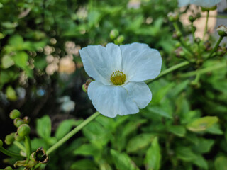 Flower photos are much more striking when viewed up close. These types of photography also reveal things that are invisible to the naked eye, such as the veining of petals or the stamens.