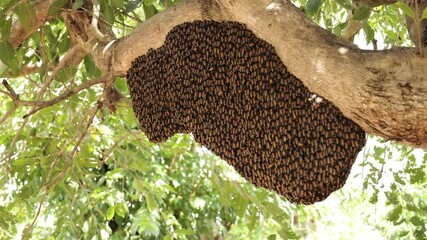 bee in the tree
