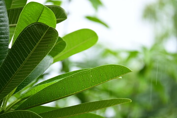 Wall Mural - beautiful green leaf texture in springtime, water drop on frangipani leaves