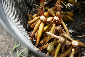 Focus on fresh rhizome of finger root tree which planting in black basket. herbs and homegrown. Organic food and vegetables gardening, city farming concept. beauty nature background.