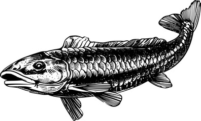 Black and white illustration of a carp fish with detailed scales.