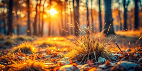 Canvas Print - Captivating Tilt-Shift Photography of Dry Autumn Grass in a Forest at Sunset – Abstract Nature Background with Macro Detail for Stunning Autumn Imagery