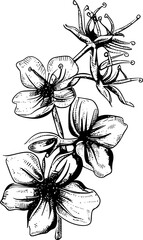 Detailed black and white line drawing of a flower with a single petal on the left and the remaining petals on the right in a more abstract formation.