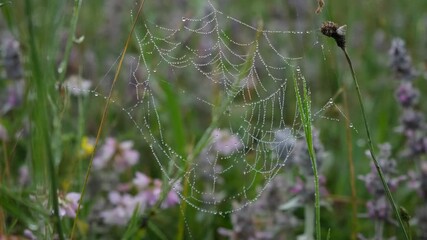 The web of dew is morning. Raindrops on a spider web in close-up. Fragile threads are swaying in the wind. A foggy cold summer morning. Atmospheric mysterious natural background. Wildlife macro video